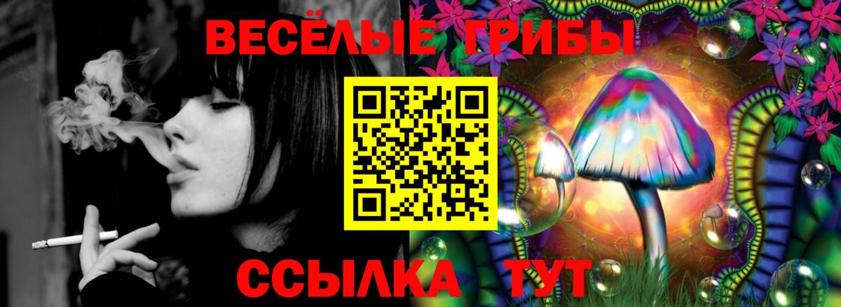 Псилоцибиновые грибы Psilocybine cubensis  Вход с VPN  Камень-на-Оби 